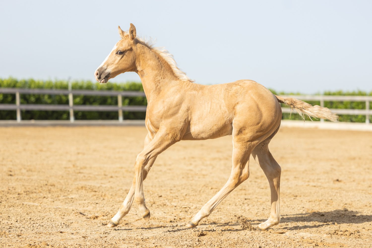 Quarter Horse veulen Tuck – foto 3