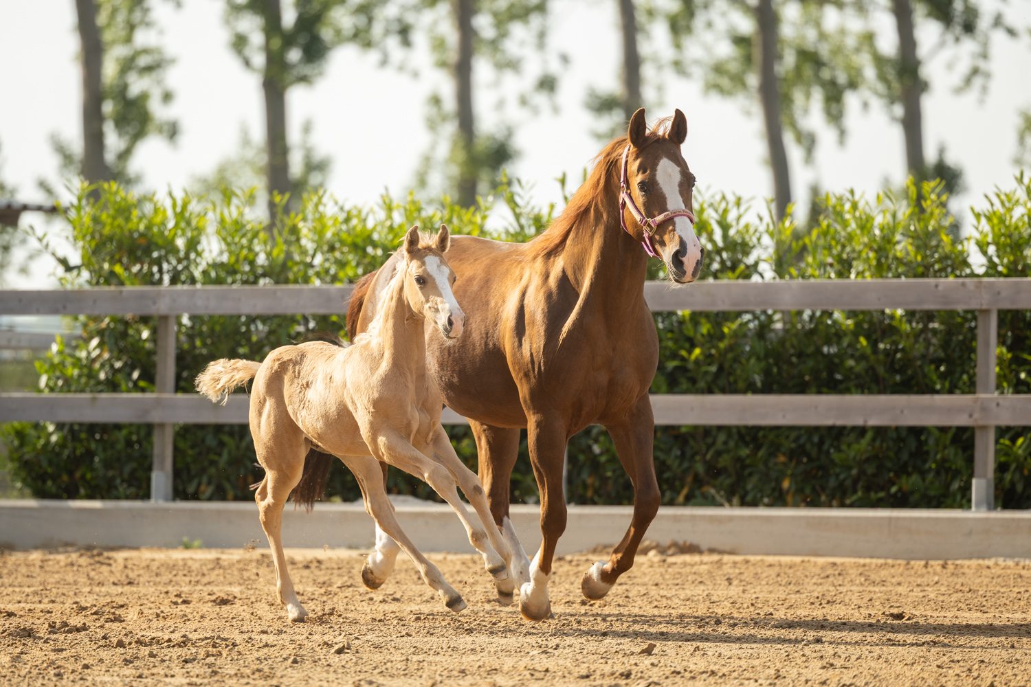 Quarter Horse veulen Tuck – foto 4