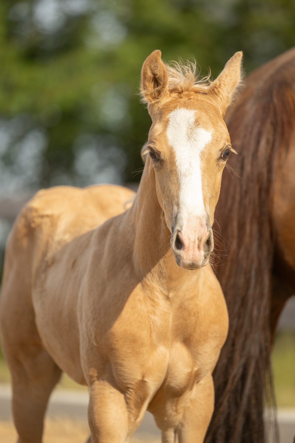 Quarter Horse veulen Tuck – foto 5