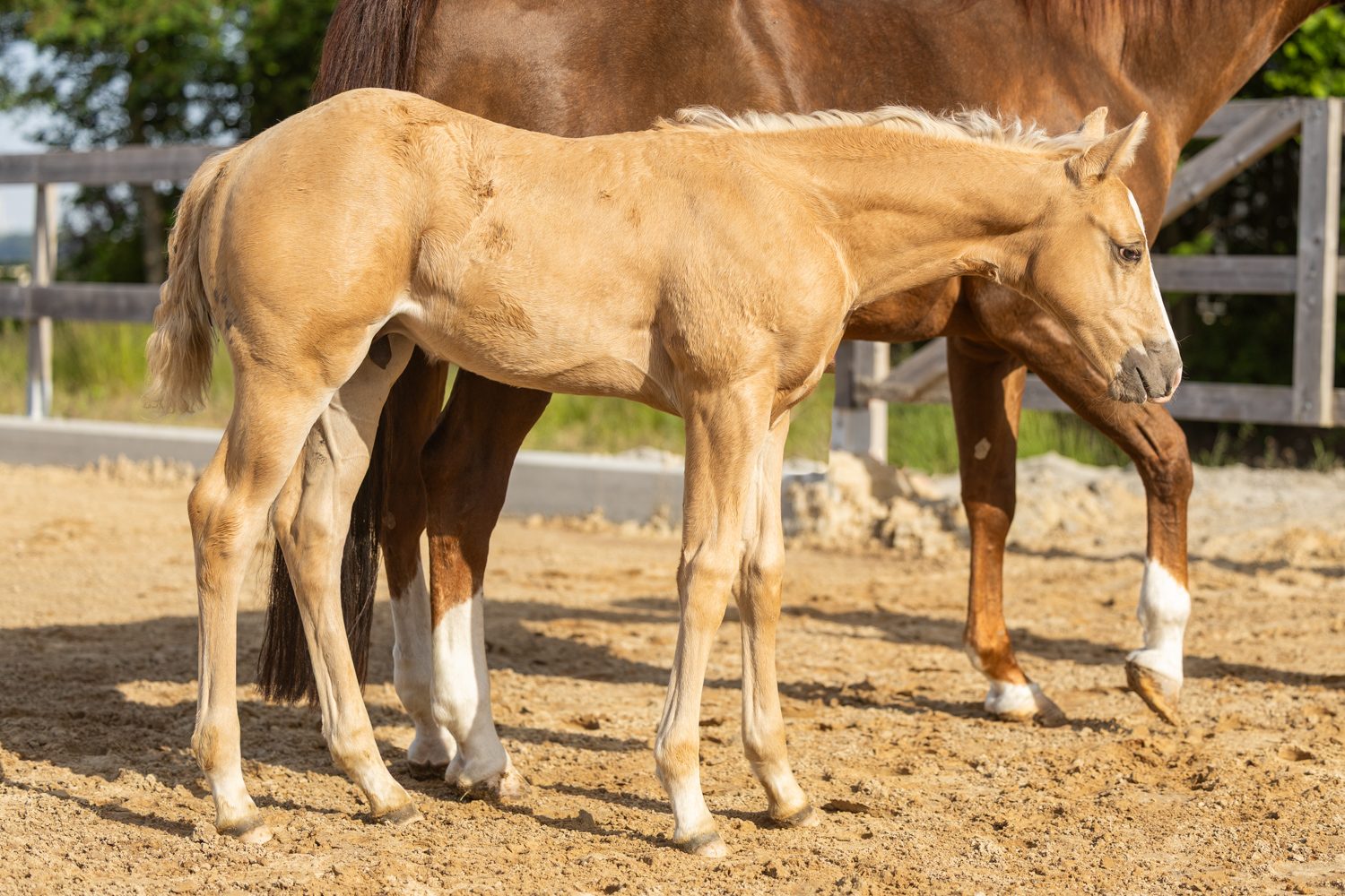 Quarter Horse veulen Tuck – foto 6