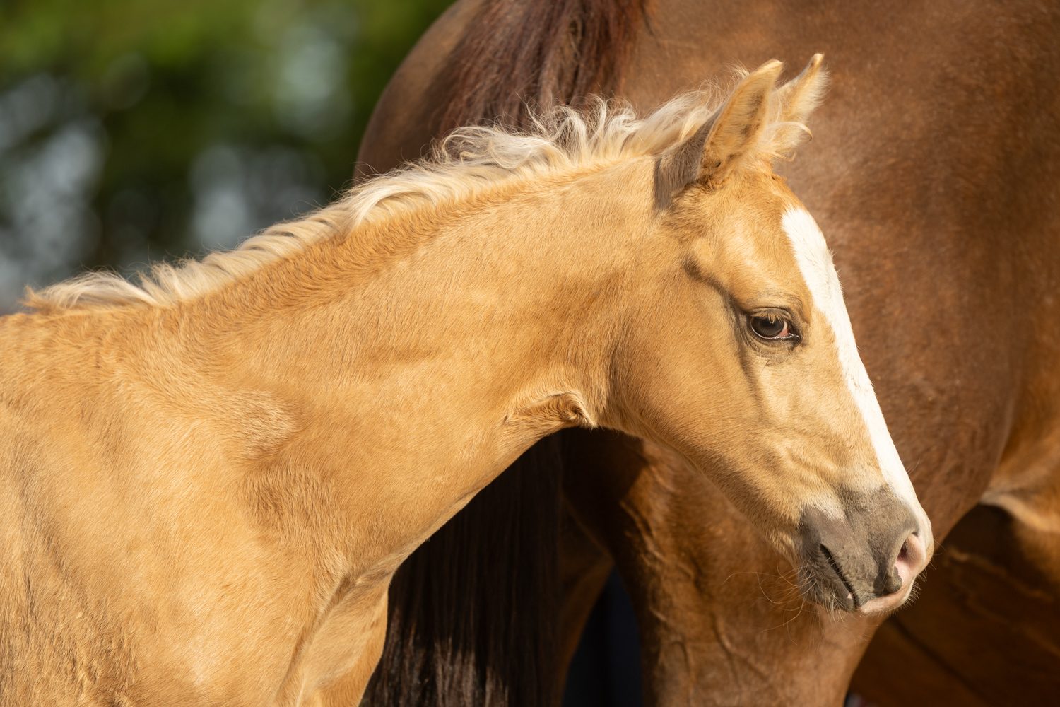 Quarter Horse veulen Tuck – foto 7