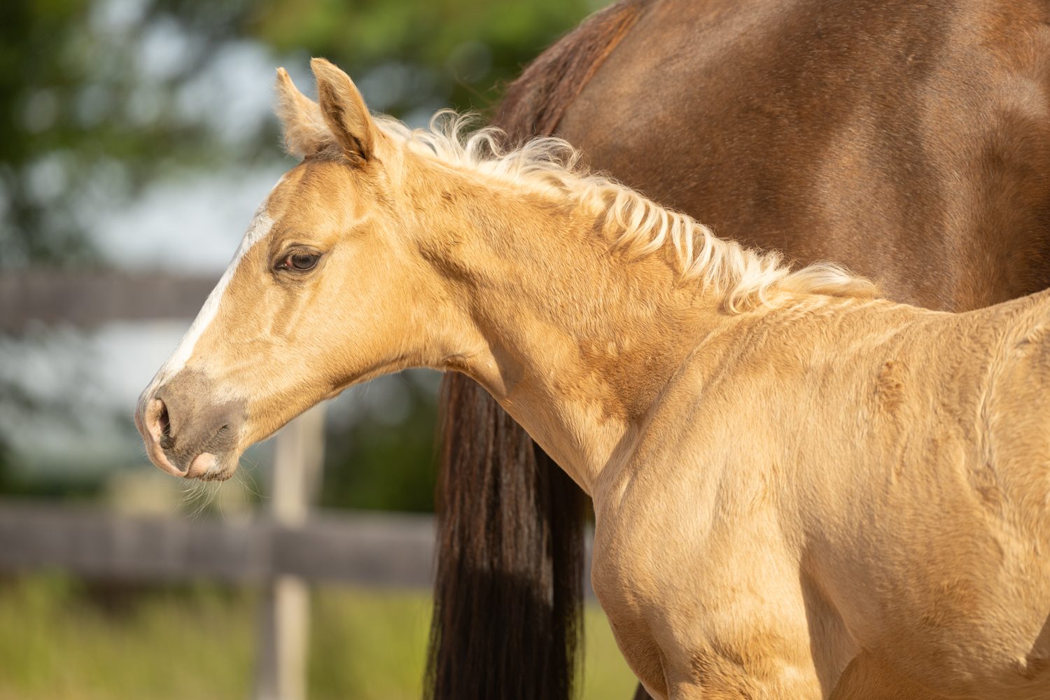 Quarter Horse veulen Tuck – foto 8