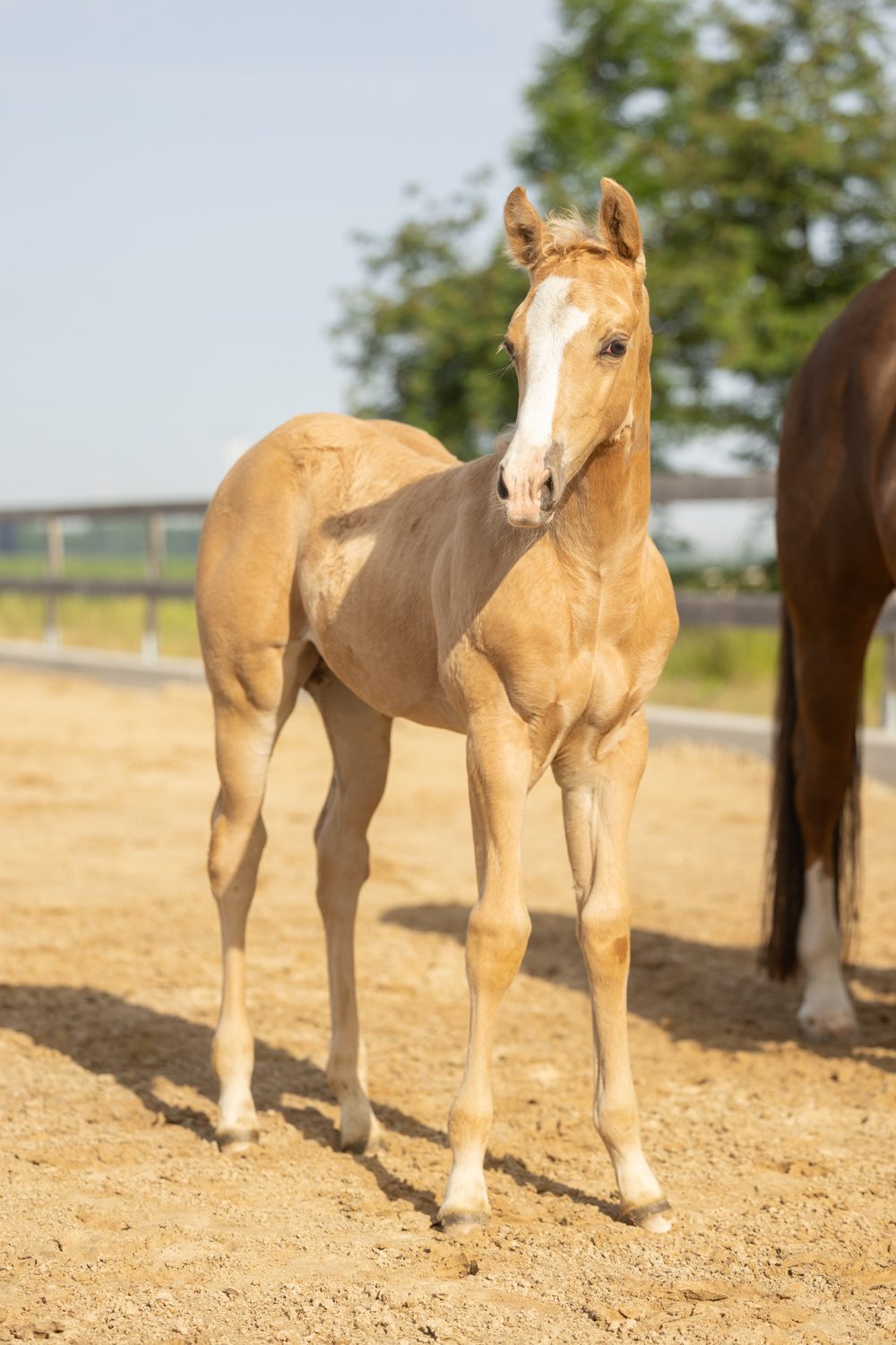 Quarter Horse veulen Tuck – foto 9