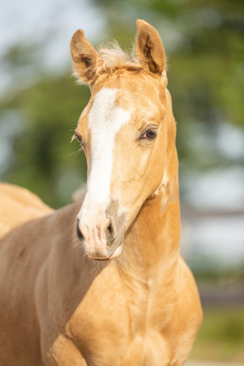 Quarter Horse veulen Tuck (2026) te koop bij OK Farm Reiners